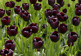 black-tulips