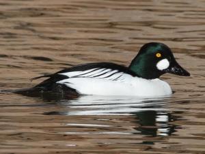 common goldeneye